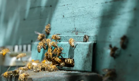 Carteiro morre ao ser atacado por abelhas durante entrega em SP