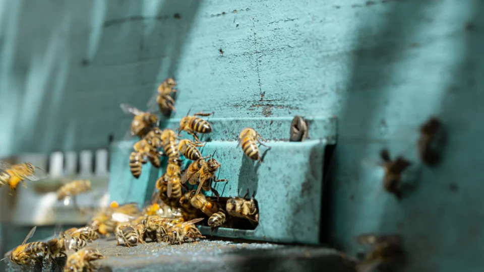 Carteiro morre ao ser atacado por abelhas durante entrega em SP