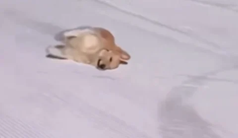 VÍDEO: Golden vê neve pela primeira vez e reação viraliza na web