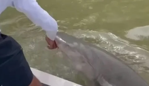 VÍDEO: tubarão abocanha braço de pescador e o puxa para a água nos EUA