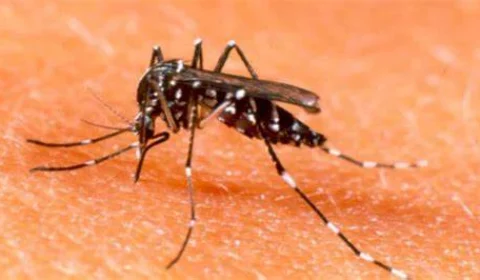Brasil registra 391 mortes por dengue, afirma Ministério da Saúde