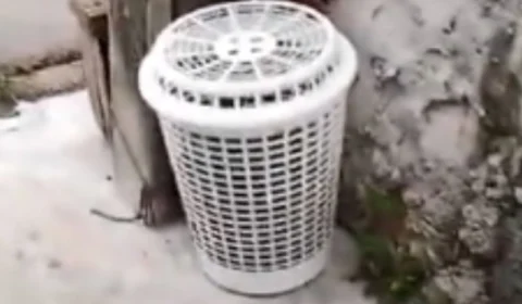 VÍDEO: cachorros são abandonados em sacos de lixo em Manaus