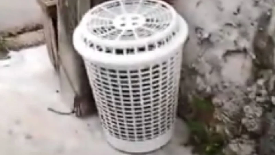 VÍDEO: cachorros são abandonados em sacos de lixo em Manaus