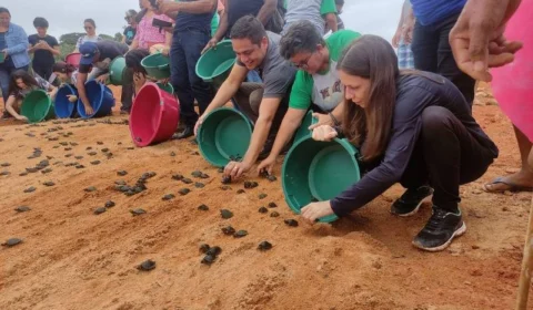 Filhotes de tartarugas e tracajás são devolvidos à natureza no Pará