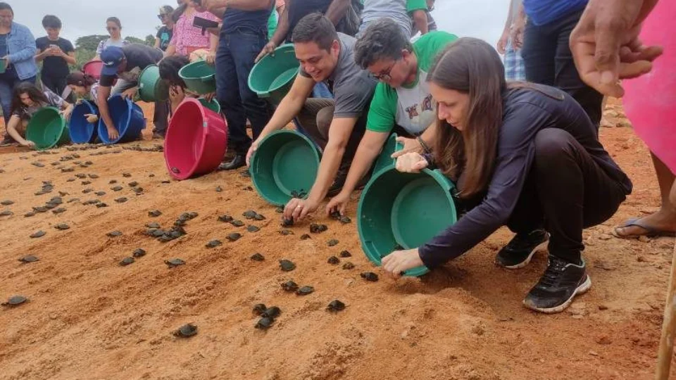 Filhotes de tartarugas e tracajás são devolvidos à natureza no Pará