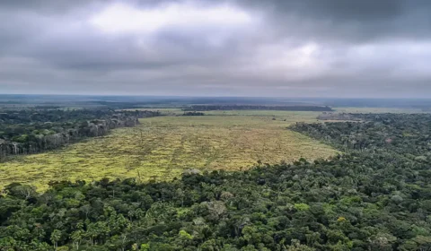 Amazônia: desmatamento cai pelo décimo mês consecutivo