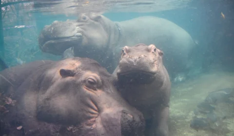 VÍDEO: cochilo de hipopótamos debaixo da água viraliza na web