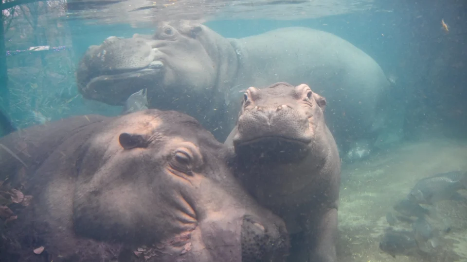 VÍDEO: cochilo de hipopótamos debaixo da água viraliza na web
