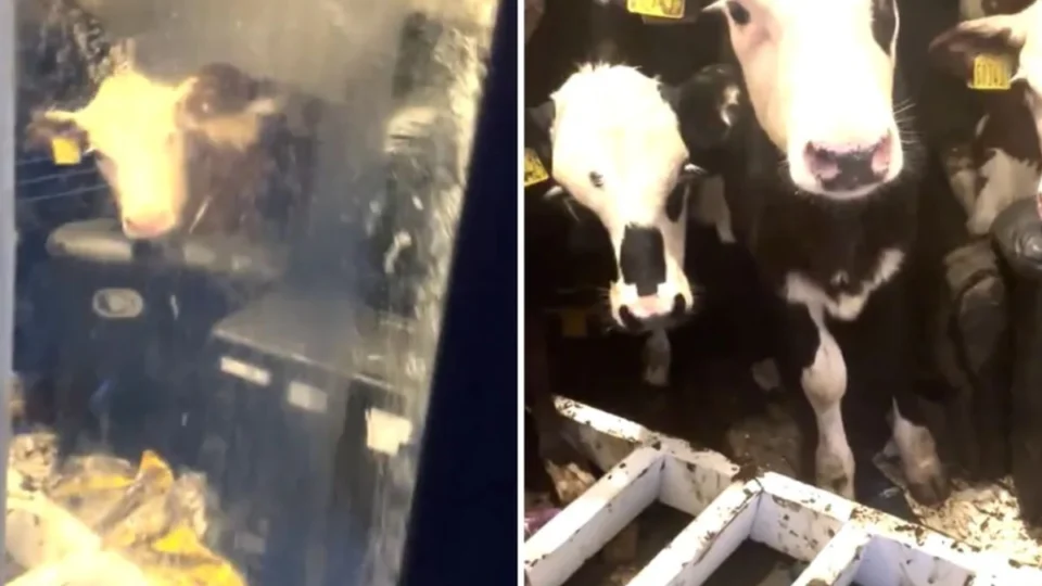 VÍDEO: vacas invadem casa de fazendeiro e relaxam no sofá após bagunça