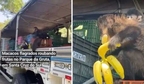 VÍDEO: macacos ladrões são pegos no flagra ‘assaltando’ caminhão de frutas