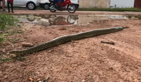Vídeo impressionante mostra sucuri amarela em Cáceres após enchente na cidade