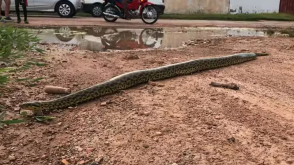 Vídeo impressionante mostra sucuri amarela em Cáceres após enchente na cidade