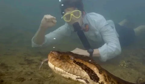 VÍDEO: cientistas descobrem nova espécie de sucuri com 8 metros