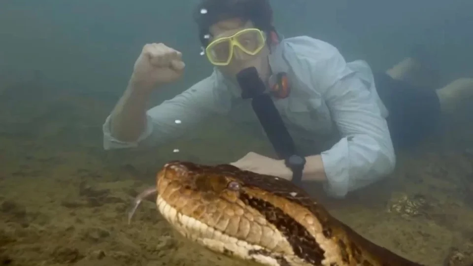VÍDEO: cientistas descobrem nova espécie de sucuri com 8 metros