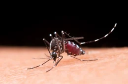 Casos de doenças transmitidas por mosquitos aumentam no Amazonas; veja como se prevenir