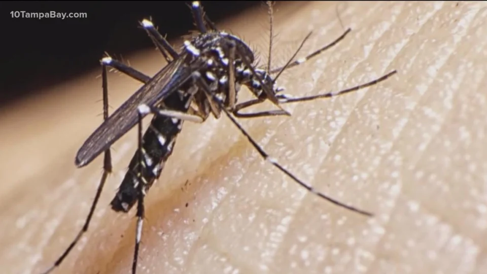 Dengue em Roraima: Sesau notifica 111 casos na primeira semana de abril