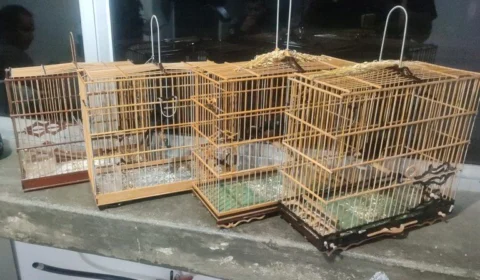 Senadores querem leis rigorosas para quem comete crime contra animais