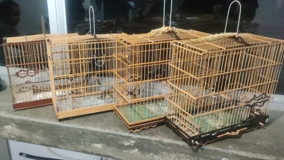 Senadores querem leis rigorosas para quem comete crime contra animais