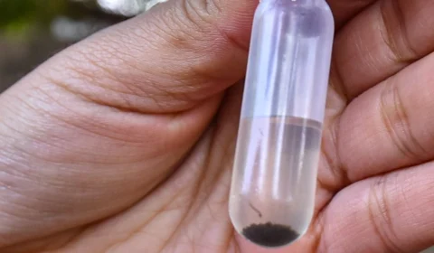 Combate à dengue: Boa Vista terá mutirão contra a doença