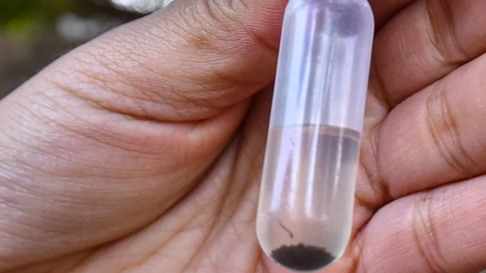 Combate à dengue: Boa Vista terá mutirão contra a doença