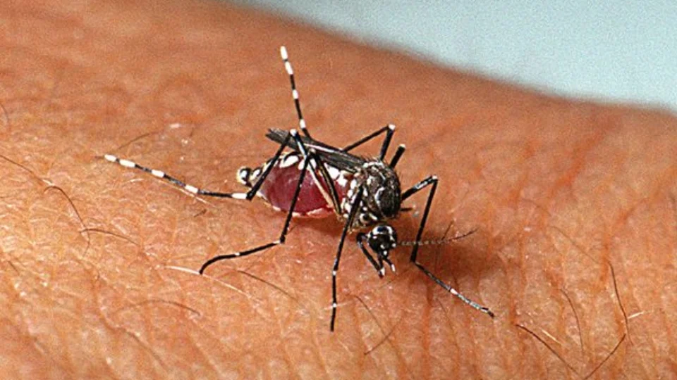 Dengue: crianças de até 5 anos são as maiores vítimas da doença