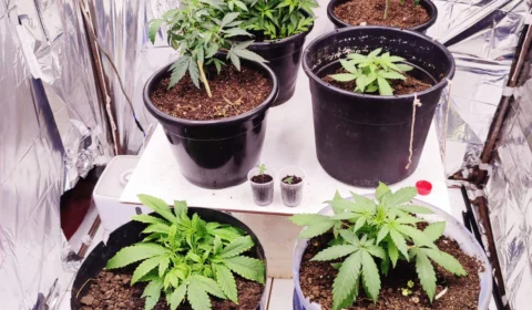 Laboratório de cultivo e distribuição de ‘Skunk’ é desmontado no TO