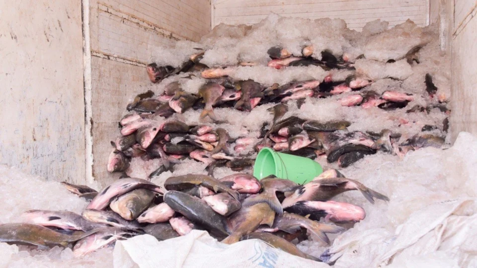 Semana Santa: doação de peixe em Roraima ocorre até quinta-feira, 28