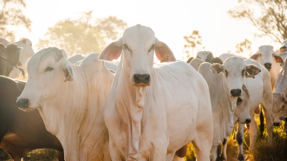 Tocantins é reconhecida como zona livre da febre aftosa sem vacinação