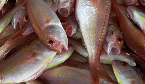 Shopping recebe feira da ADS com oferta variada de peixes na Semana Santa