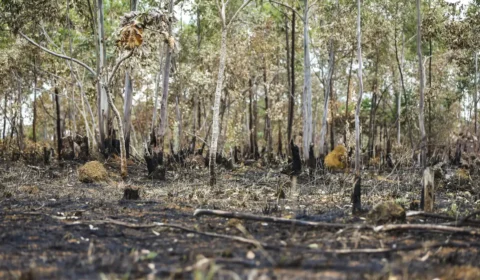 STF dá 90 dias para União apresentar plano de combate a incêndios  