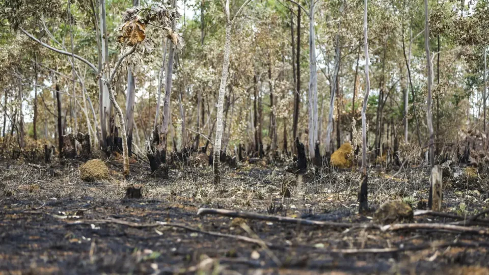 STF dá 90 dias para União apresentar plano de combate a incêndios  