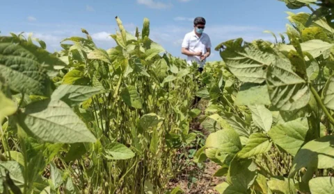 Colheita da soja: está permitida a semeadura do grão em Roraima