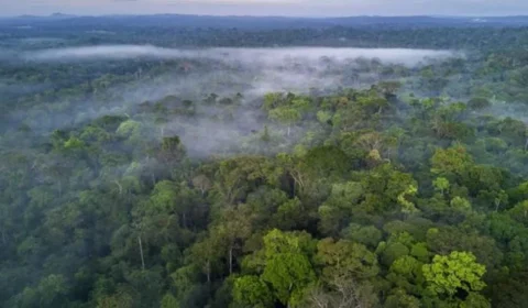 Acre tem o menor percentual de desmatamento, segundo o Imazon