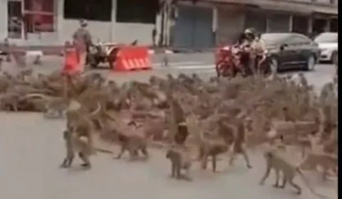 VÍDEO: luta entre macacos rivais na Tailândia viraliza na internet