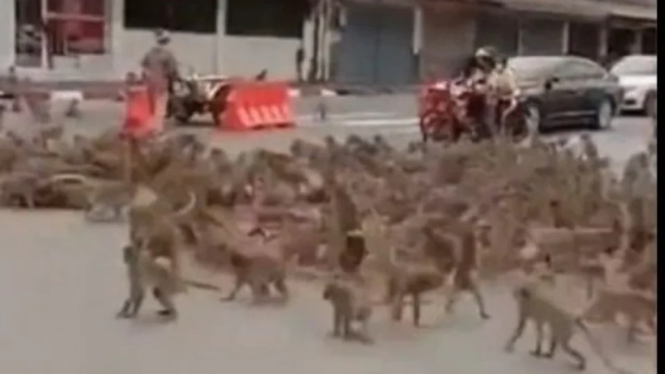VÍDEO: luta entre macacos rivais na Tailândia viraliza na internet