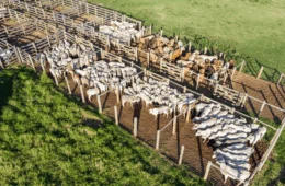 Amazonas e Piauí suspenderão a vacina contra febre aftosa em abril