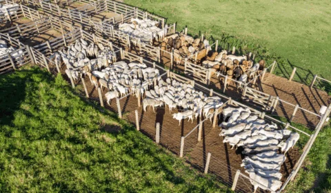 Amazonas e Piauí suspenderão a vacina contra febre aftosa em abril