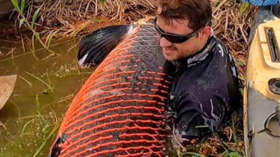 Pirarucu: peixe com 130 quilos é fisgado por pescador em RO; veja imagem completa