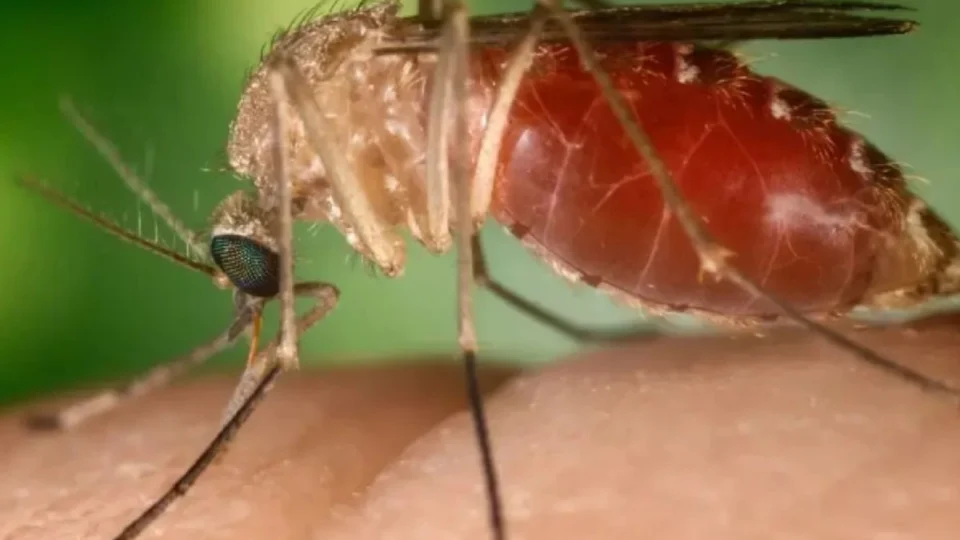 Bahia registra 9 casos da Febre do Oropouche