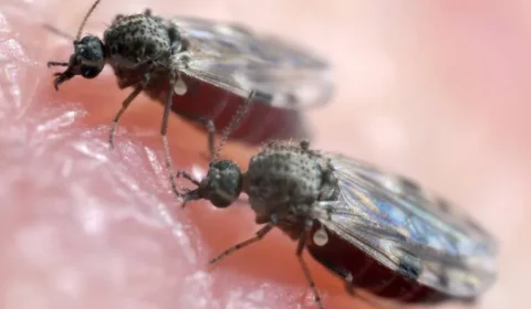 Acre registra 3ª maior taxa de positividade para Febre Oropouche