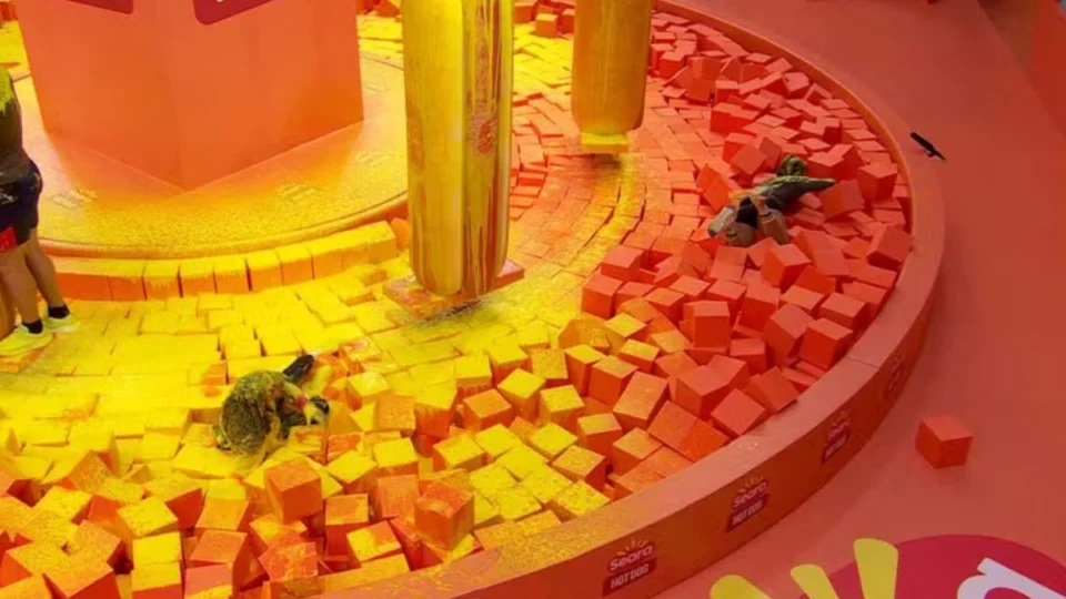 BBB 24: vídeo de Fernanda desistindo da Prova do Líder e derrubando Pitel viraliza