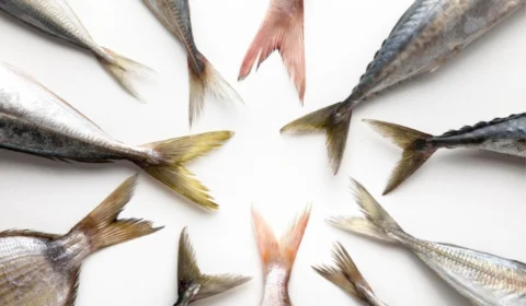 5 peixes para evitar o consumo