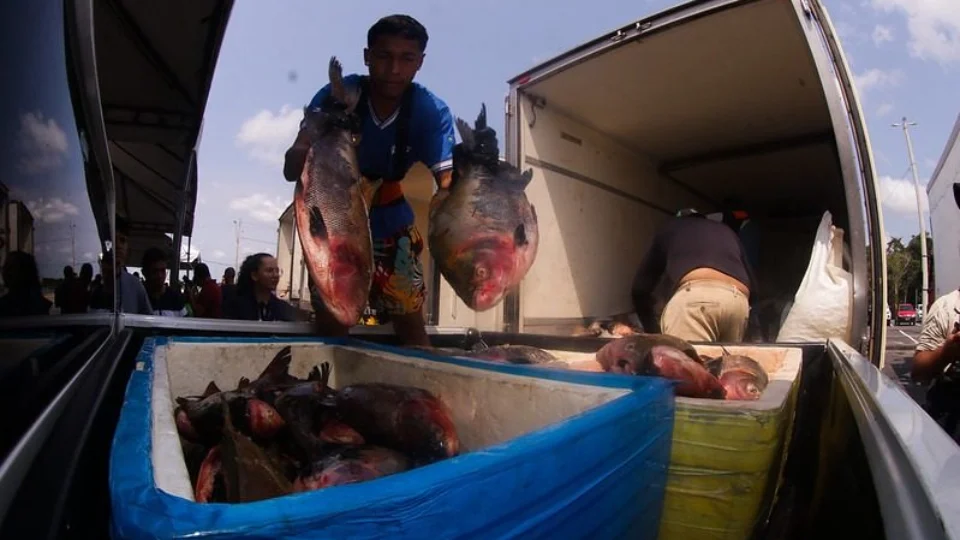 Mais de 360 toneladas de peixe a instituições assistenciais do AM