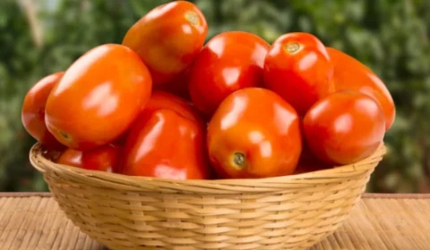 Tomate: quais são os benefícios da fruta para a saúde?