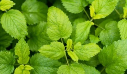 10 benefícios do chá de hortelã para o corpo