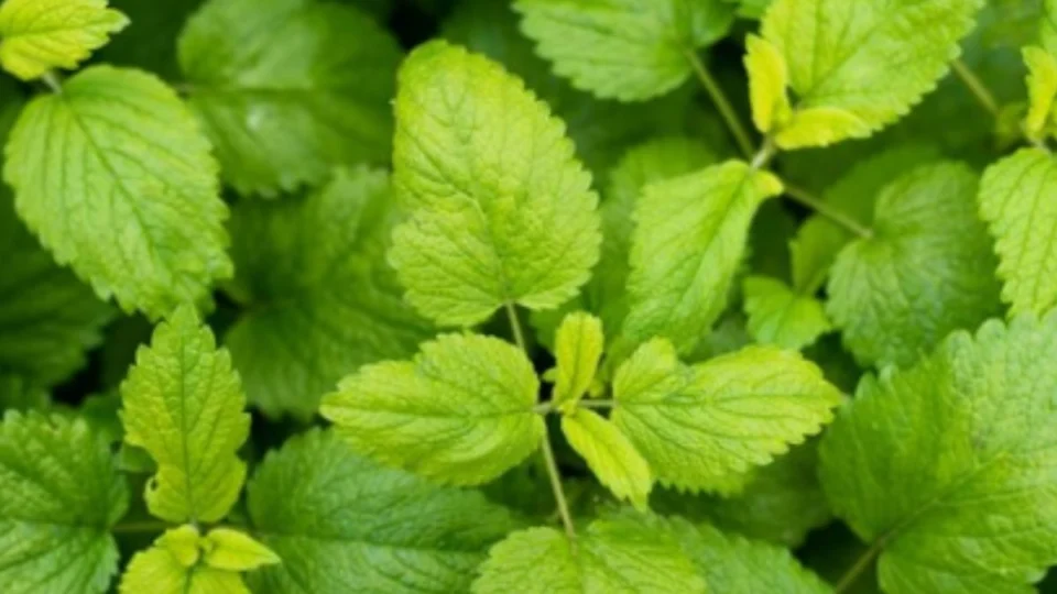 10 benefícios do chá de hortelã para o corpo