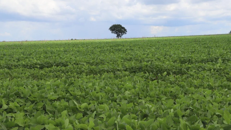 Exportações em Porto Nacional-TO somaram R$218 milhões no bimestre