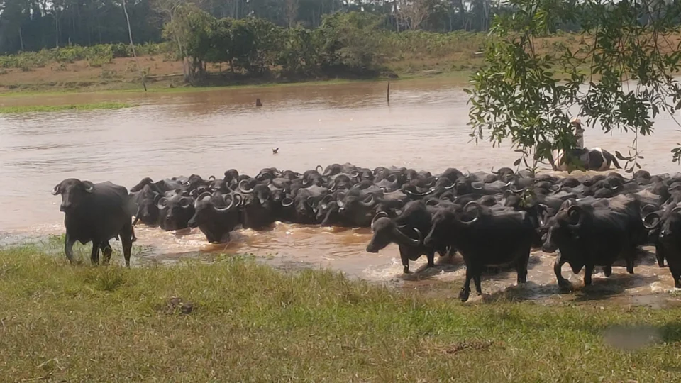 Produtores apostam na criação de búfalos no Acre