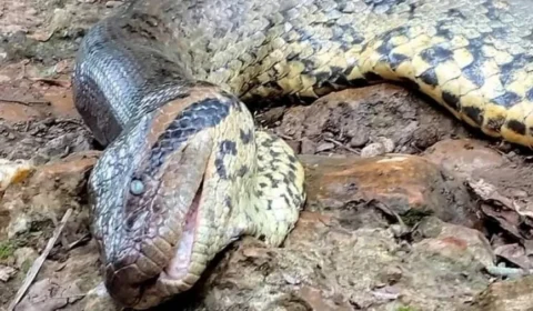 VÍDEO: sucuri Ana Júlia morreu de causas naturais em MS, aponta perícia