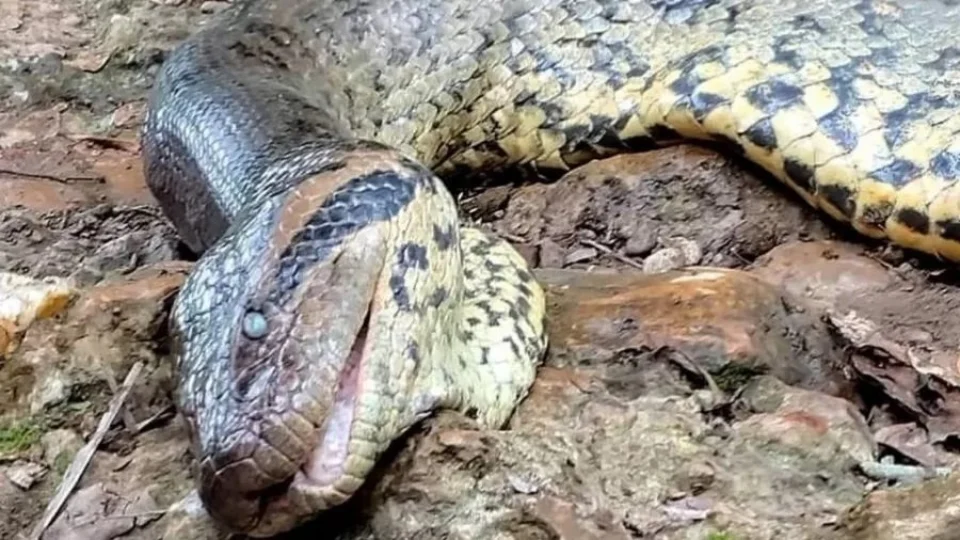 VÍDEO: sucuri Ana Júlia morreu de causas naturais em MS, aponta perícia